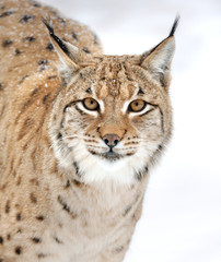 Fototapeta premium Lynx in winter