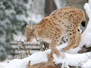 Lynx