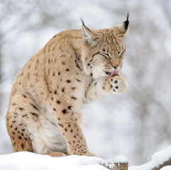 Lynx in winter