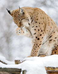 Lynx