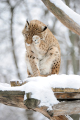 Lynx