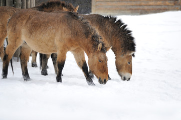 Horse