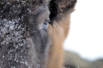 Fototapeten Bison im Winter © byrdyak
