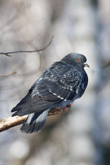 Gray dove on a branch in winter