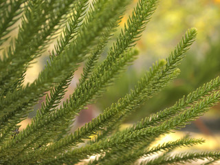 The leaves of pine
