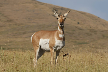 Pronghorn Doe