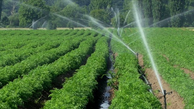 Bew&auml;sserung eines Gem&uuml;sefeldes wegen starker Trockenheit