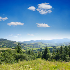 Fototapeta na wymiar Piękny zielony krajobraz górski z drzew w Karpatach