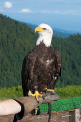 Bald Eagle (Haliaeetus leucocephalus). Bird of prey.