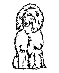 Pudel / Zwergpudel / Kleinpudel / Puppy-Clip