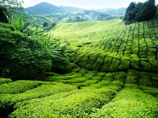 Kissenbezug Tea plantation Cameron highlands, Malaysia © Iakov Kalinin