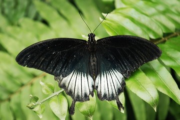 Papilio memnon