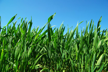 Obraz premium green lawn