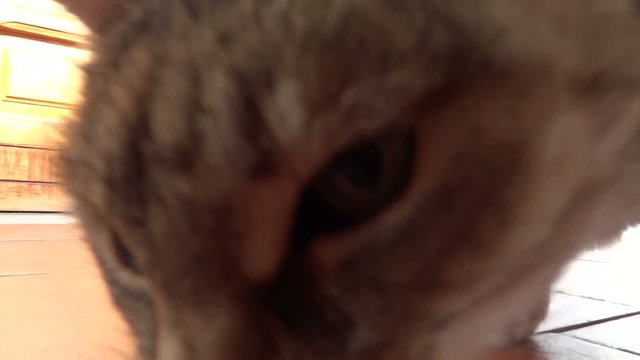 fiuto felino