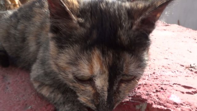 gattina
