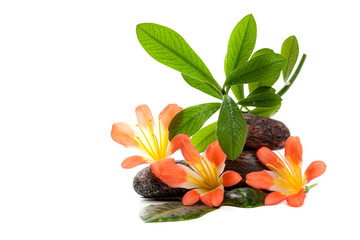 Fototapeta na wymiar Zen kamienie z trzech kwiatów i roślin zielonych w kropli wody