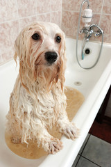 A bathing havanese dog