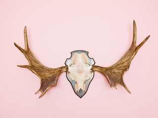 Moose Horn