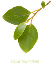 Green  leaves isolated on white. Copy space for your text