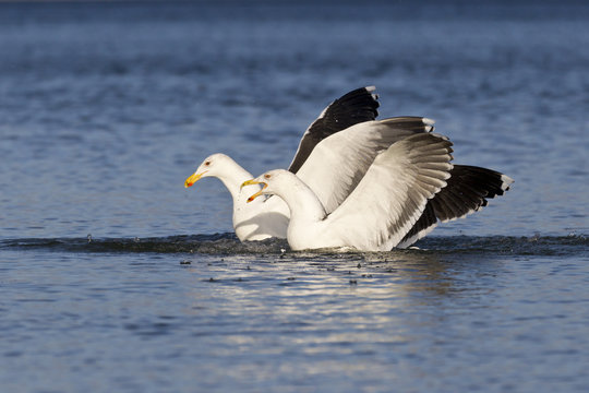 Silberm&ouml;we (Larus Argentatus)