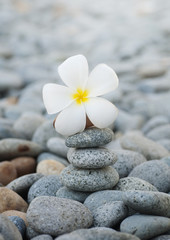 Fototapeta na wymiar Frangipani flowers and pebbles