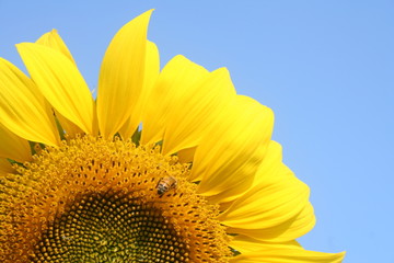 Naklejka premium Sunflower