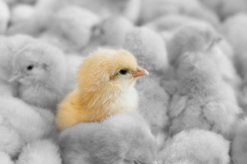 Outstanding chick