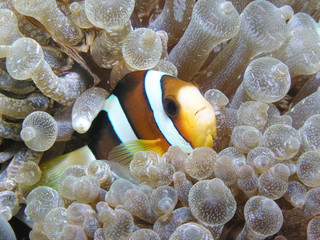 anemonenfisch amphiprion clarkii