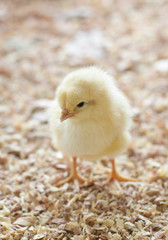 Chick