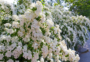 Bush with white flowers-Beautiful Spirea.(Spirea x vanhouttei)