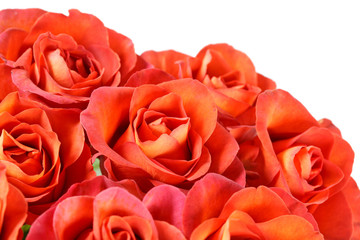 beautiful roses