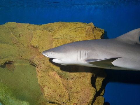 Lemon Shark (Negaprion Brevirostris)