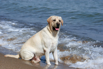 A yellow labrador in the beach