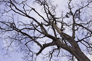 The tree in the blue sky