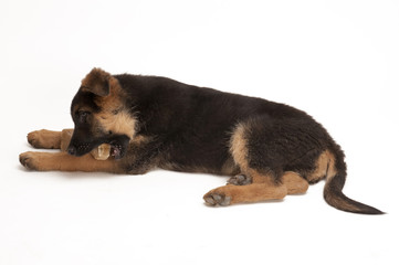 Puppy of German Shepherd  isolated on white  Background