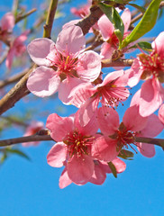 Flowering peach tree