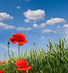 beautiful red poppy
