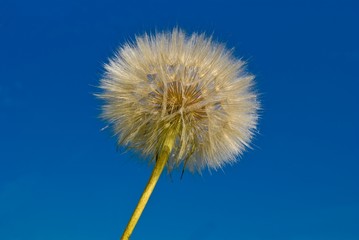 dandelion on a blue sky background