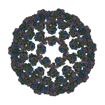 Bluetongue Virus (BTV)