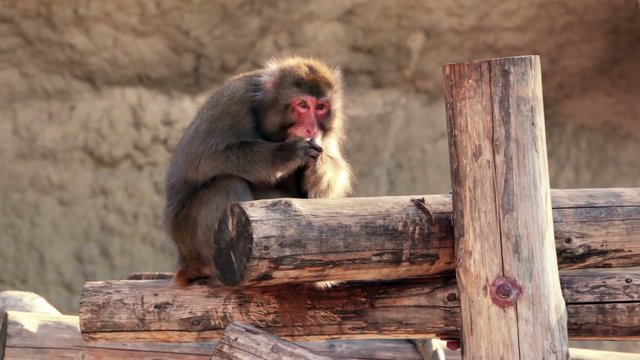 Snow monkey sits on wooden logs and eats