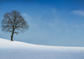Tree on sunny winter day