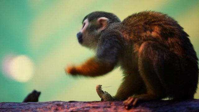 Little monkey sitting on tree trunk and eats peanut