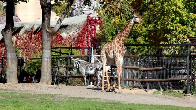 Giraffe and zebra in pen zoo, walk by grass