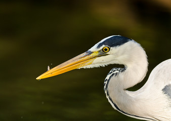 Grey Heron