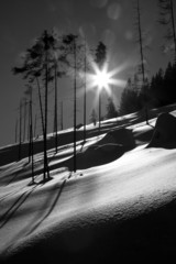 black and shite trees in winter