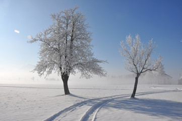 Fototapeta na wymiar bäume im winter