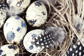 Obraz premium Birds nest with eggs