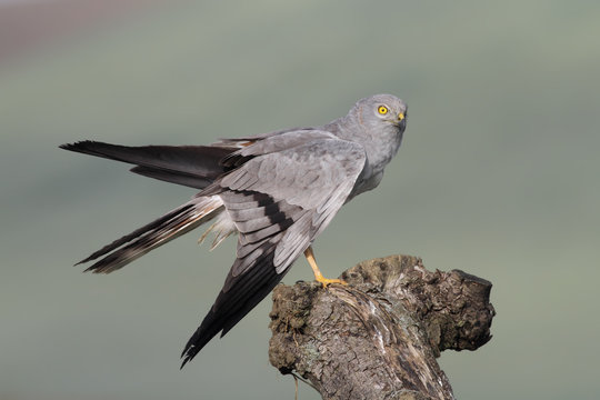 Aguilucho cenizo
