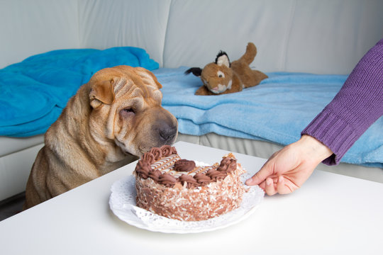 sharpei dog with cake