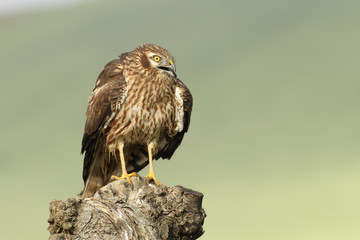 Aguilucho cenizo